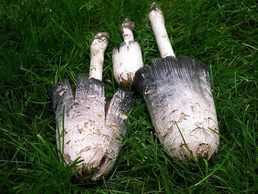 Coprinus comatus.